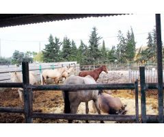 Finca de Recreo en Venta en Los Dolores, Alicante