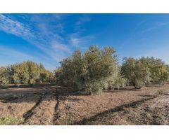 VENTA DE 1 HECTAREA DE FINCA RUSTICA DE OLIVAR DE 22 AÑOS CON RIEGO DE PANTANO