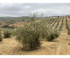 ESPECTACULAR FINCA DE OLIVAR JOVEN Y TRADICIONAL CON UN RENDIMIENTO INMEJORABLE