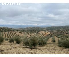 ESPECTACULAR FINCA DE OLIVAR JOVEN Y TRADICIONAL CON UN RENDIMIENTO INMEJORABLE