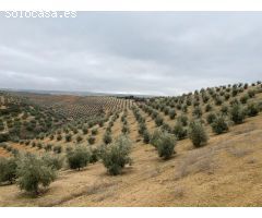 ESPECTACULAR FINCA DE OLIVAR JOVEN Y TRADICIONAL CON UN RENDIMIENTO INMEJORABLE
