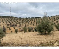ESPECTACULAR FINCA DE OLIVAR JOVEN Y TRADICIONAL CON UN RENDIMIENTO INMEJORABLE