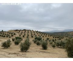 ESPECTACULAR FINCA DE OLIVAR JOVEN Y TRADICIONAL CON UN RENDIMIENTO INMEJORABLE