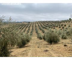 ESPECTACULAR FINCA DE OLIVAR JOVEN Y TRADICIONAL CON UN RENDIMIENTO INMEJORABLE