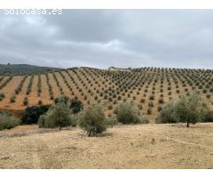 ESPECTACULAR FINCA DE OLIVAR JOVEN Y TRADICIONAL CON UN RENDIMIENTO INMEJORABLE