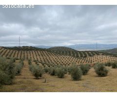 ESPECTACULAR FINCA DE OLIVAR JOVEN Y TRADICIONAL CON UN RENDIMIENTO INMEJORABLE