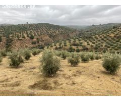 ESPECTACULAR FINCA DE OLIVAR JOVEN Y TRADICIONAL CON UN RENDIMIENTO INMEJORABLE