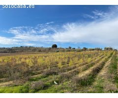 VENTA DE 21 ARANZADAS DE TIERRA CARMA CON RIEGO Y  CORTIJO CON LUZ, Y AGUA POTABLE