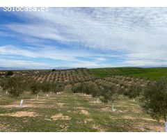 VENTA DE 12 FANEGAS DE TIERRA DE OLIVOS HOJIBLANCOS Y MARTEÑOS CON 5 Y 9 AÑOS DE EDAD, CON LUZ POZO