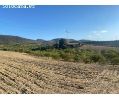 Venta de finca rustica de 4 fanegas de olivos, almendros y tierra carma de secano