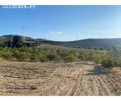 Venta de finca rustica de 4 fanegas de olivos, almendros y tierra carma de secano