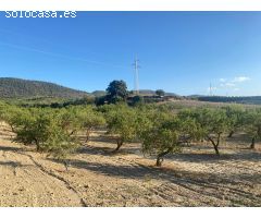Venta de finca rustica de 4 fanegas de olivos, almendros y tierra carma de secano