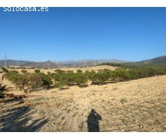 Venta de finca rustica de 4 fanegas de olivos, almendros y tierra carma de secano