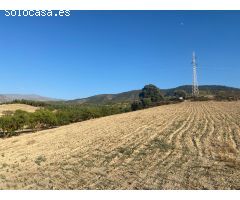 Venta de finca rustica de 4 fanegas de olivos, almendros y tierra carma de secano