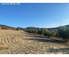 Venta de finca rustica de 4 fanegas de olivos, almendros y tierra carma de secano