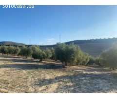 Venta de finca rustica de 4 fanegas de olivos, almendros y tierra carma de secano