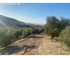 Venta de finca rustica de 4 fanegas de olivos, almendros y tierra carma de secano
