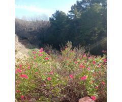 Casa con terreno en Venta en Torremanzanas, Alicante