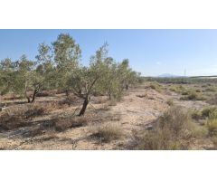 FINCA RUSTICA EN MONFORTE DEL CID