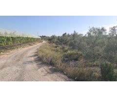 FINCA RUSTICA EN MONFORTE DEL CID