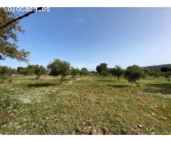 CASABANCO   VENDE FINCA EN ALCARACEJOS