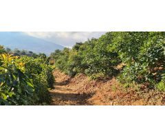 VIVERO EN PRODUCCIÓN