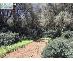¡Oportunidad única en Felanitx! Terreno rústico edificable de 61.000 m² con proyecto aprobado
