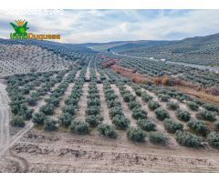 FINCA DE OLIVOS  Y ALMENDROS EN VEGAS DEL GENIL