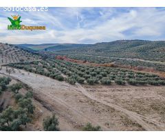 FINCA DE OLIVOS  Y ALMENDROS EN VEGAS DEL GENIL
