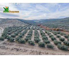 FINCA DE OLIVOS  Y ALMENDROS EN VEGAS DEL GENIL