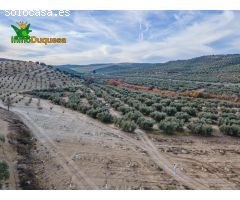 FINCA DE OLIVOS  Y ALMENDROS EN VEGAS DEL GENIL