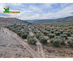 FINCA DE OLIVOS  Y ALMENDROS EN VEGAS DEL GENIL