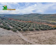 FINCA DE OLIVOS  Y ALMENDROS EN VEGAS DEL GENIL