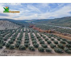 FINCA DE OLIVOS  Y ALMENDROS EN VEGAS DEL GENIL