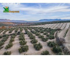 FINCA DE OLIVOS  Y ALMENDROS EN VEGAS DEL GENIL