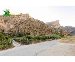 FINCA DE AGUACATES EN VELEZ DE BENAUDALLA