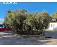 CAMPO EN PETRER CUENTA CON 2 CASAS Y BALSA  CERCA PUEBLO
