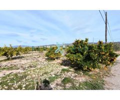 FINCA CON CASA GRANDE, PARCELA Y ARBOLES FRUTALES