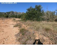 1 jornal del pais con algarrobos, finca plana
