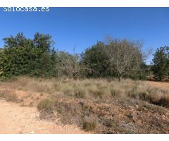 1 jornal del pais con algarrobos, finca plana