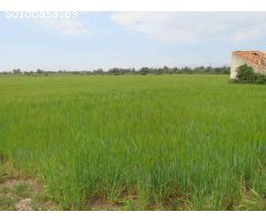 Finca rústica de 20.000 m2, de regadio. A 3 km de Ulldecona