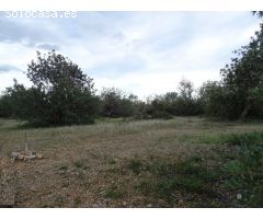 Finca Rústica de 22.052 m2 en plena producción.