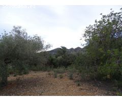 Finca Rústica de 22.052 m2 en plena producción.