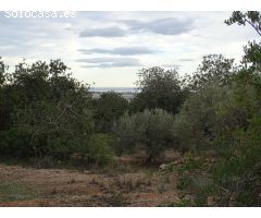 Finca Rústica de 22.052 m2 en plena producción.
