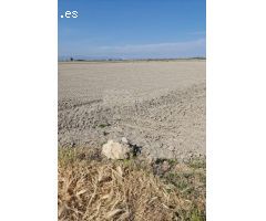 Finca de arroz  en el DELTA DEL EBRO de5.135 m2,  en plena producción