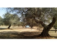 Finca rústica de 8.226, olivos, algarrobos, cerca de la población