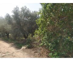 FINCA RÚSTICA DE REGADíO CON OLIVOS