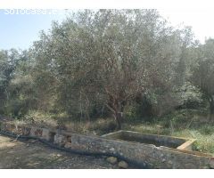 FINCA RÚSTICA DE REGADíO CON OLIVOS