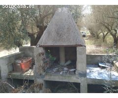 FINCA RÚSTICA DE REGADíO CON OLIVOS