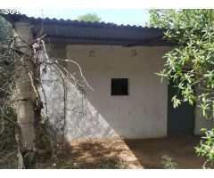 FINCA RÚSTICA DE REGADíO CON OLIVOS